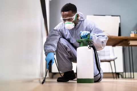 Learn About Pest Control Knowledge and Effective Ways to Manage Common Household Pests